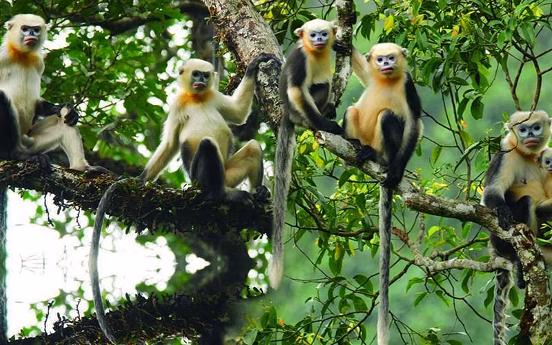 Đàn Voọc mũi hếch ở Khau Ca (Hà Giang) được bảo tồn và phát triển tốt. (Ảnh: Lê Khắc Quyết/FFI)