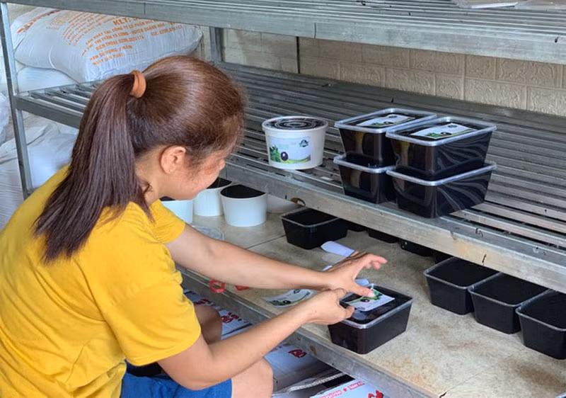 Thạch đen, cây “giảm nghèo” ở Thạch An, Cao Bằng -0