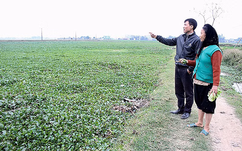Cánh đồng ở xã Hoàng Lâu, huyện Tam Dương (Vĩnh Phúc) bị bèo tây Nhật Bản xâm lấn không thể canh tác. Ảnh: THANH HUYỀN