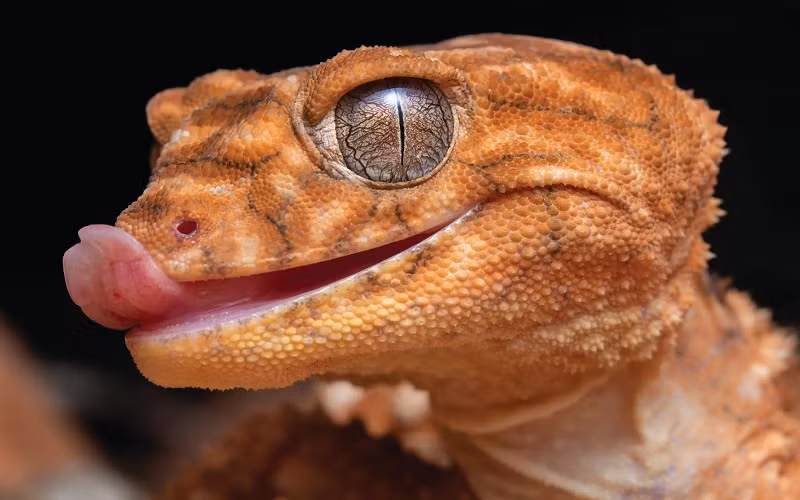 Tắc kè đuôi chùm trên dãy núi West MacDonnell, lãnh thổ Bắc Australia.