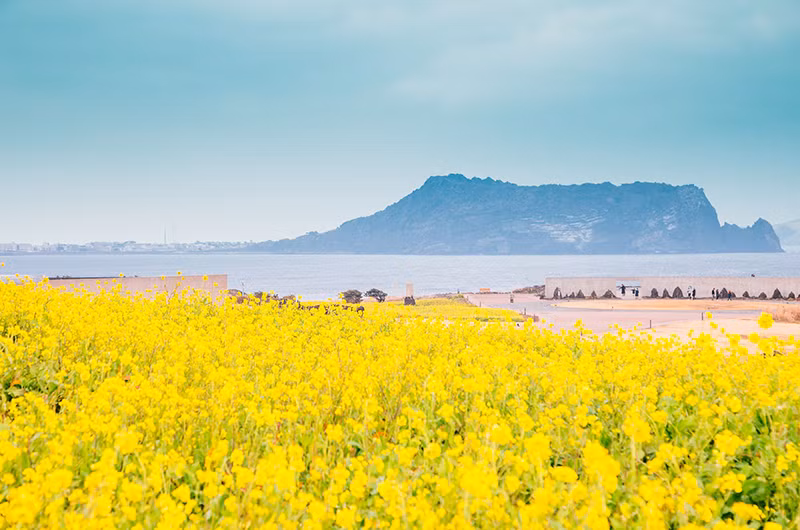 Đảo Jeju được mệnh danh là thiên đường du lịch của Hàn Quốc. (Ảnh: KTO Việt Nam)