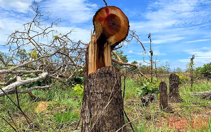 Kỷ luật cảnh cáo Chủ tịch và Phó Chủ tịch Ủy ban nhân dân xã Ya Tờ Mốt về vụ để mất 382,07ha rừng tự nhiên -0