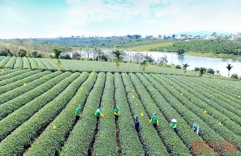 Trên cánh đồng chè tại TP Bảo Lộc, tỉnh Lâm Đồng. Thấp thoáng văn hóa trà Việt -0