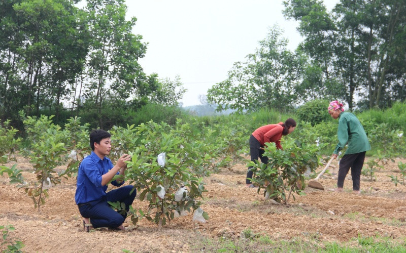 Mô hình trang trạng tổng hợp cho thu nhập hàng trăm triệu đồng/năm của đoàn viên Lê Sỹ Thuật. 