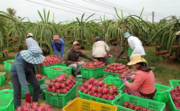 Duy trì chuỗi sản xuất, tiêu thụ nông sản là nhiệm vụ trọng tâm. Không để đứt gãy chuỗi sản xuất, cung ứng và tiêu thụ nông sản -0
