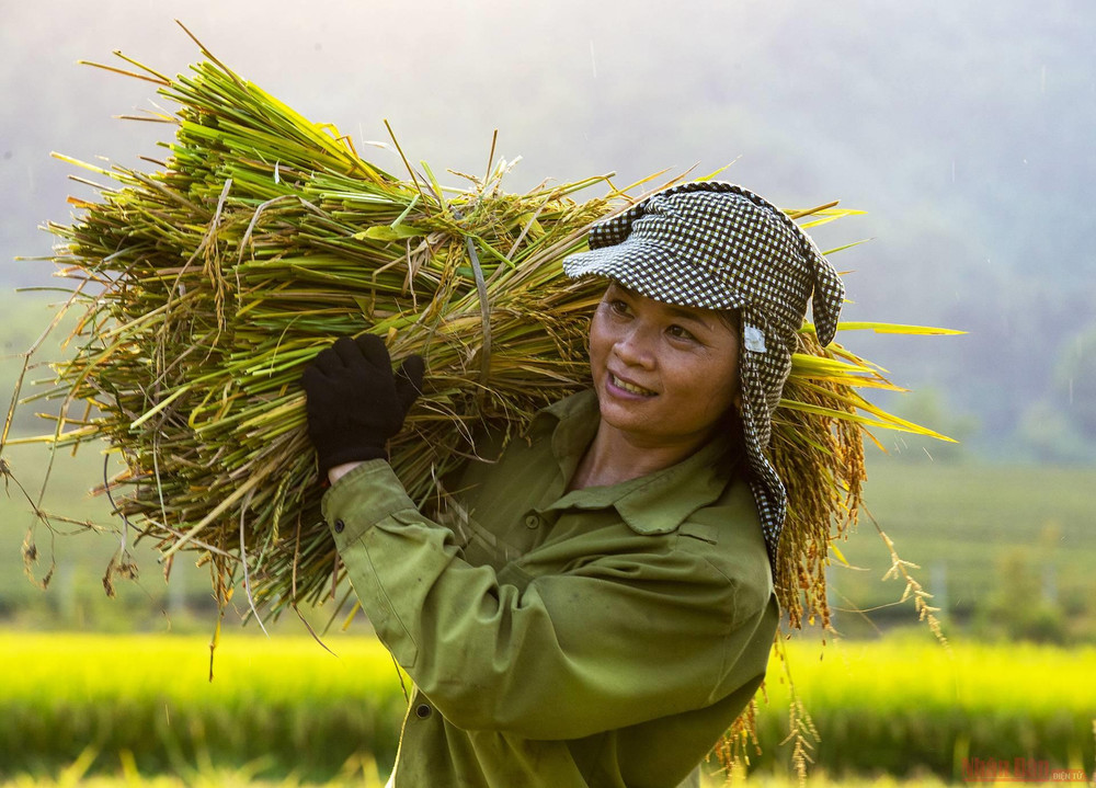 Dưới thời tiết nóng 37 – 40 độ C, người dân phải ra đồng sớm để thu hoạch lúa. 5_mua_gat_anh_son-1621126651609.jpeg