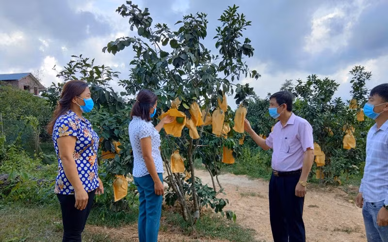 Từ nguồn vốn vay của Ngân hàng Chính sách xã hội, gia đình chị Phan Thị Nga, xã Phúc Ðồng (Hương Khê) đã xây dựng mô hình kinh tế vườn, vươn lên thoát nghèo. 