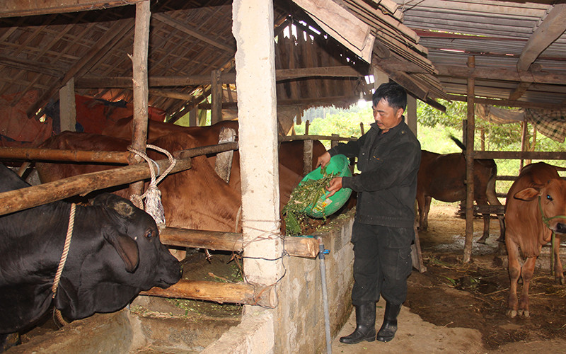 "Bà đỡ" xóa nghèo nơi miền núi, biên giới Hà Tĩnh ảnh 1 "Bà đỡ" xóa nghèo nơi miền núi, biên giới Hà Tĩnh ảnh 1