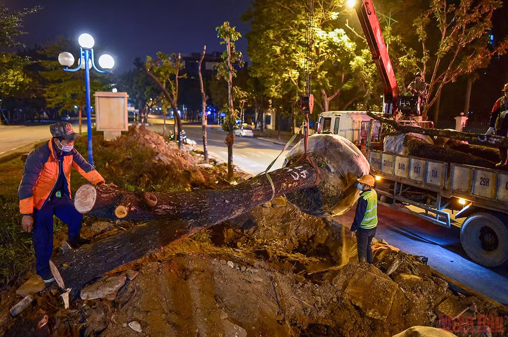 Hà Nội: Công nhân xuyên đêm đánh chuyển cây xanh để mở rộng đường Hoàng Quốc Việt -0