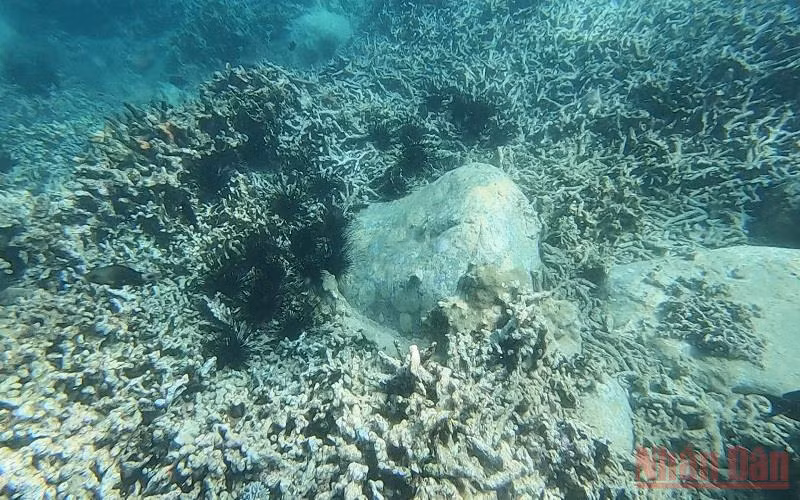 Nhím biển là loài động vật gây tác hại không nhỏ tới rạn san hô.