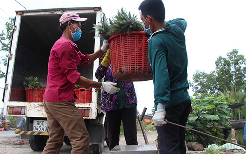 Người dân ấp Mỹ Hiệp 1, xã Tân Tiến chở dứa ra điểm tập kết để bán cho thương lái. Hậu Giang: Thiết lập “vùng xanh”, hình thành hậu phương chống dịch -0