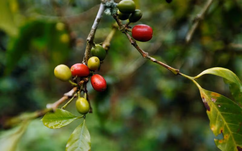 Cây cà-phê. Ảnh: Reuters