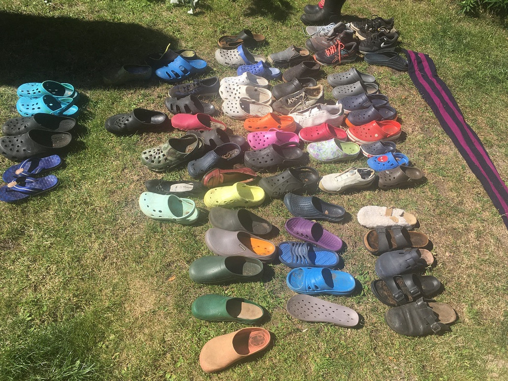 Bộ sưu tập giày dép mà con cáo ăn trộm được, nhiều nhất trong số đó vẫn là giày Crocs. Loài cáo ranh mãnh và thói quen trộm giày khó hiểu -0