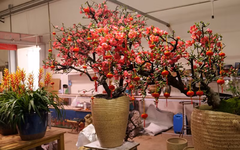 Chợ hoa Bắc Kinh chiều 30 Tết -1