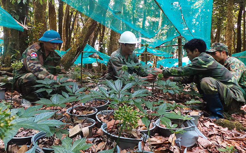 Công nhân Công ty cổ phần sâm Ngọc Linh Kon Tum bọc hạt sâm để giữ gìn, phát triển nguồn giống.