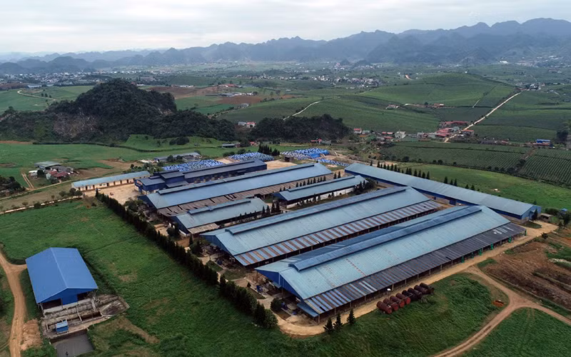 Sơn La đã hình thành được khu chăn nuôi bò sữa chất lượng cao tại cao nguyên Mộc Châu. 