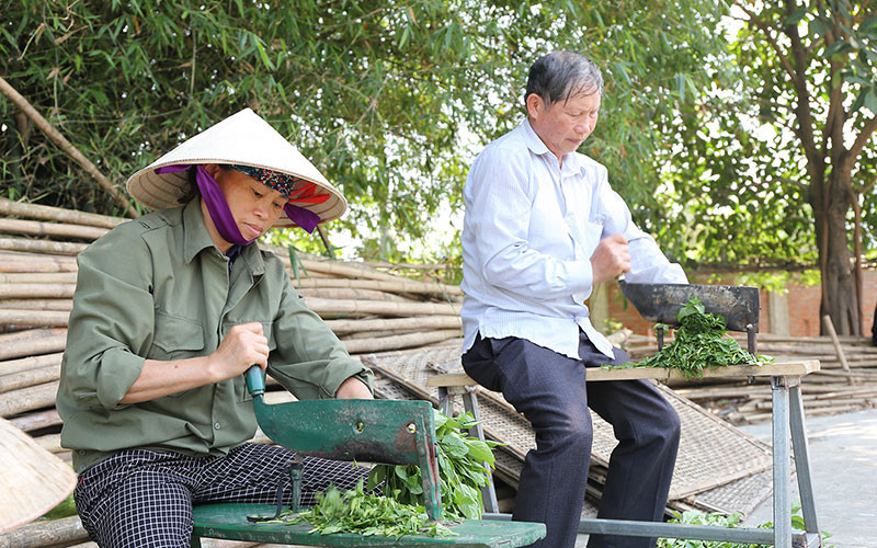Nhân viên Hợp tác xã Sinh Dược ở huyện Gia Viễn (Ninh Bình) chế biến dược liệu. (Ảnh TRẦN GIANG) 