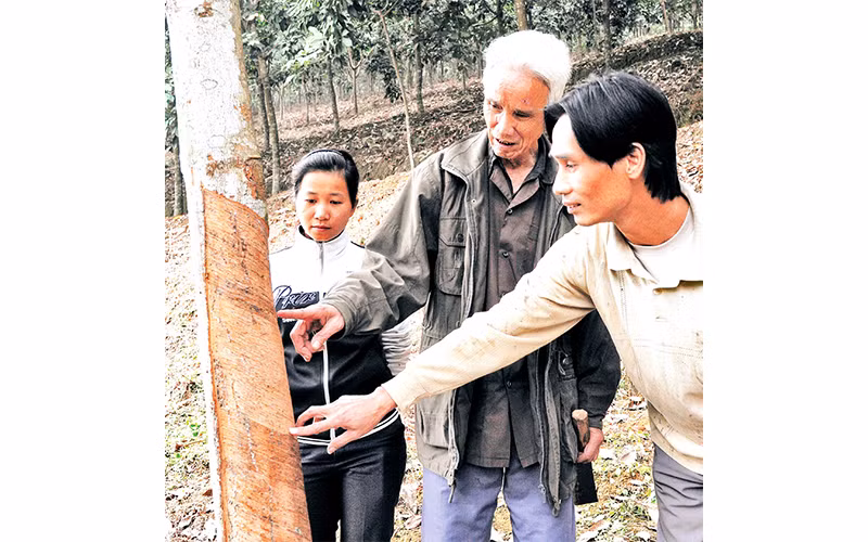 Nông dân tỉnh Lào Cai trồng và chăm sóc rừng. Ảnh: Thanh Hà