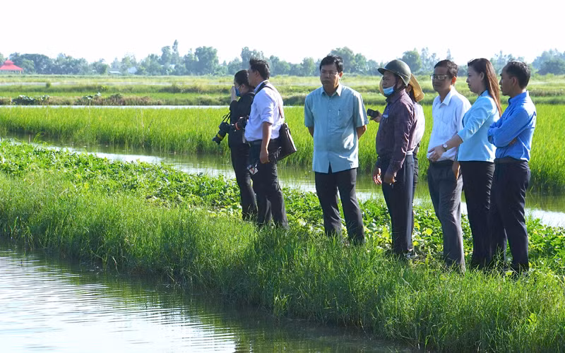 Bí thư Tỉnh ủy Cà Mau (sơ-mi xanh tay ngắn) tham quan mô hình lúa-tôm chất lượng cao ở ấp 10, xã Trí Phải.