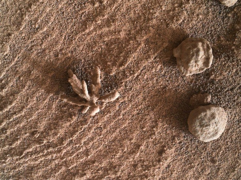 Tàu thám hiểm Curiosity đã chụp được cận cảnh vật thể này bằng ống kính tay. Nguồn: NASA. Phát hiện tảng đá hình bông hoa trên sao Hỏa -0