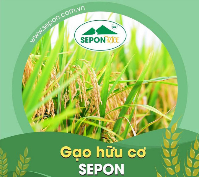 Quảng Trị phát triển lúa hữu cơ để xây dựng thương hiệu “Gạo hữu cơ Sepon”. Kỳ 3: Quảng Trị với niềm vui mới -0