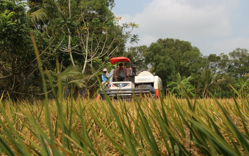 Thu hoạch lúa đông xuân ở thị trấn Bảy Ngàn, huyện Châu Thành A.