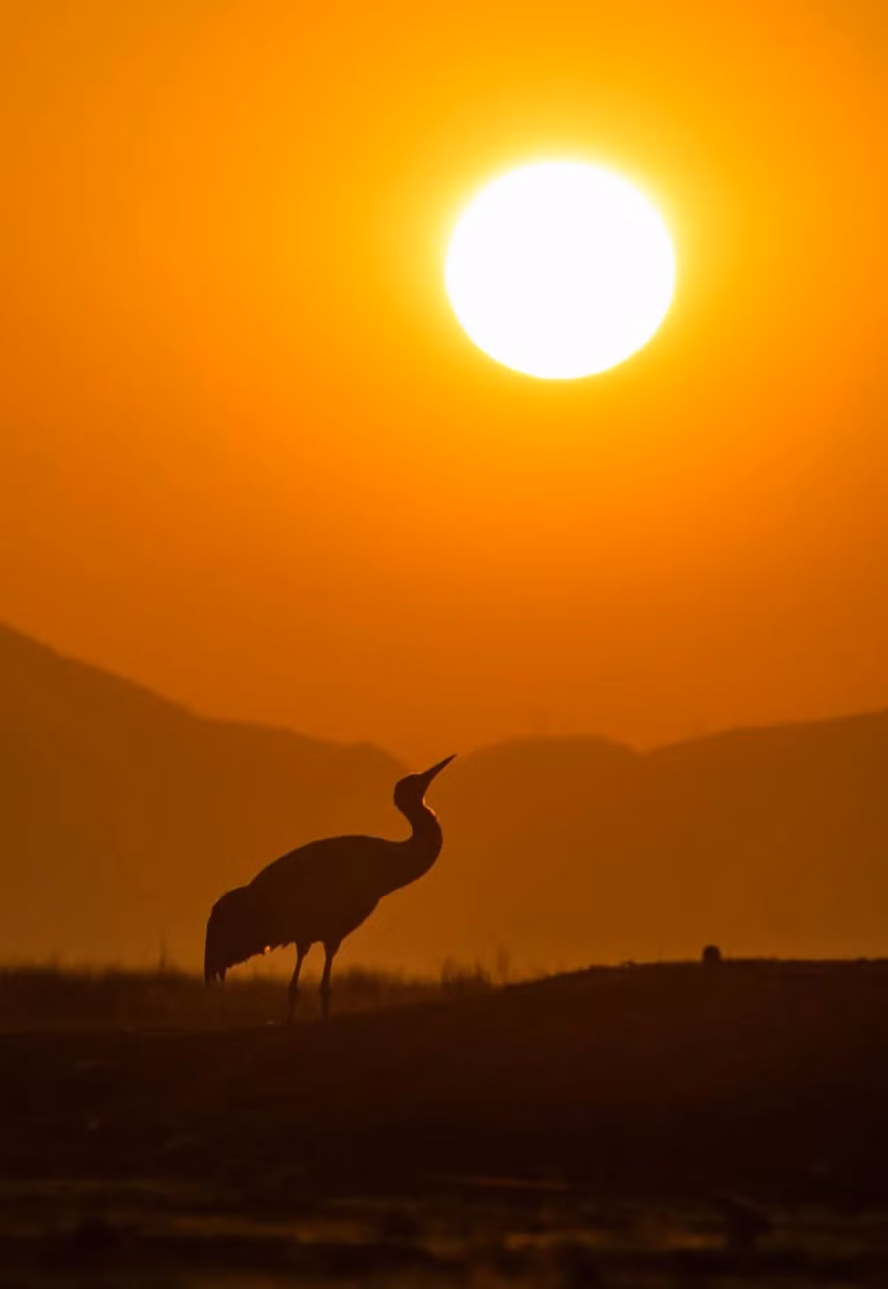 Những bức ảnh ấn tượng về động vật hoang dã -0