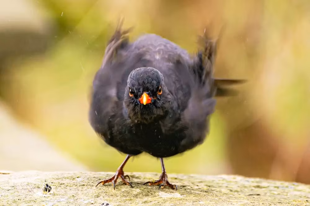 Những bức ảnh ấn tượng về động vật hoang dã -0