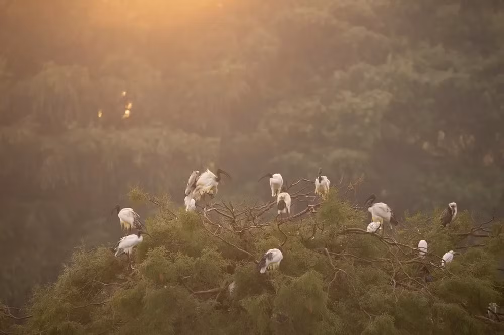 Những bức ảnh ấn tượng về động vật hoang dã -0