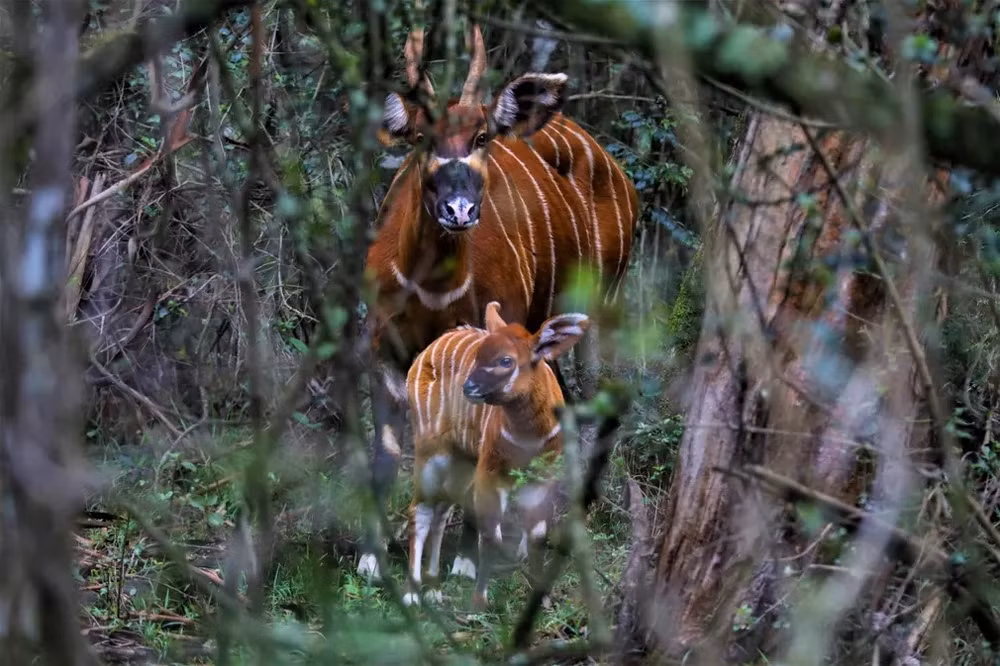 Những bức ảnh ấn tượng về động vật hoang dã -0