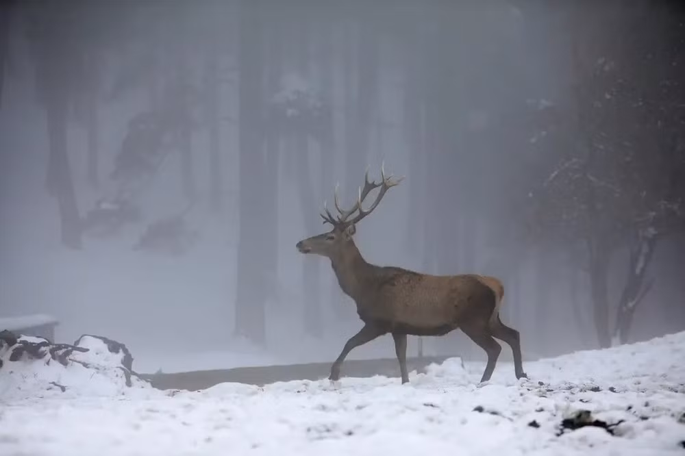 Những bức ảnh ấn tượng về động vật hoang dã -0