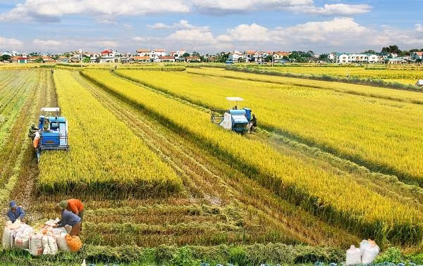 Bộ Nông nghiệp và Phát triển nông thôn, Hội nông dân Việt Nam và doanh nghiệp được coi như ba đỉnh của tam giác để phát triển ngành nông nghiệp (ảnh minh họa)