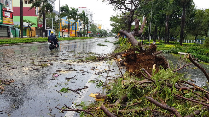 Cây xanh ngã đổ trên đường phố Tuy Hòa. Bão số 9 gây mưa lớn, gió giật mạnh tại Phú Yên -0