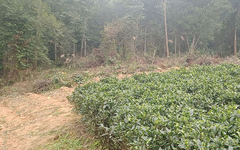 Những nương chè của người dân địa phương xâm lấn Vườn quốc gia Tam Ðảo. Vườn quốc gia Tam Ðảo đang bị xâm hại -0