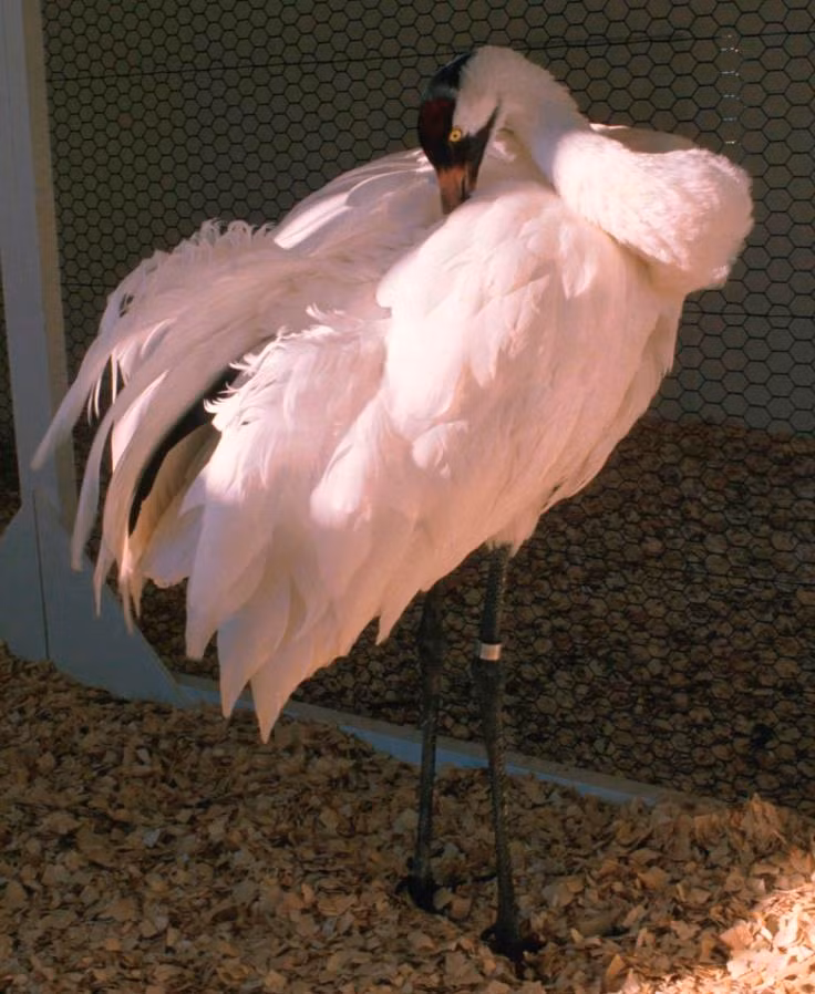 Chú sếu quý hiếm được thụ tinh nhân tạo đầu tiên đã chết -0