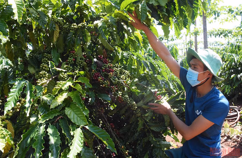 Vườn cà-phê gia đình anh Vũ Văn Hanh (làng Út 1, xã Ia Hrung, huyện Ia Grai) đến thời kỳ chín rộ nhưng thiếu nhân công thu hoạch. (Ảnh: Minh Nguyễn)
