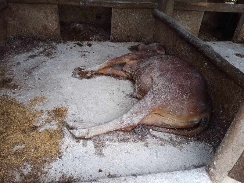 Dịch viêm da nổi cục ở trâu, bò diễn biến phức tạp tại Hà Tĩnh -0