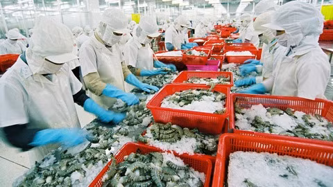 Sáu tháng đầu năm 2021, sản lượng tôm nước lợ đạt 371 nghìn tấn (tăng 12% so với cùng kỳ năm 2020).