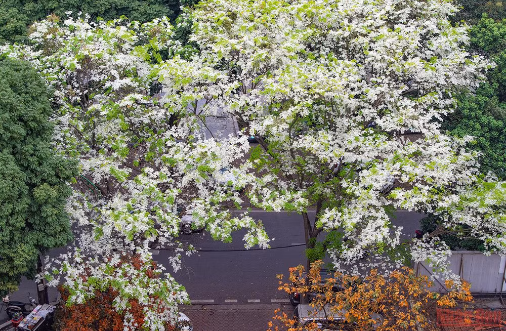 Hà Nội rực rỡ mùa hoa tháng 3 -0