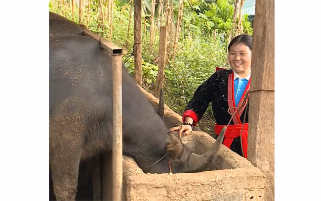 Chị Sú chăm sóc đàn gia súc.