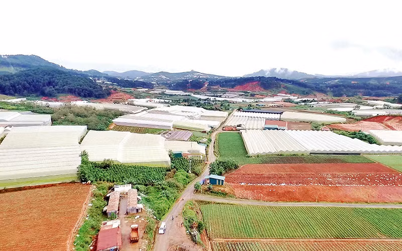 12- san xuat nncnc tai huyen lac duong.jpg -0