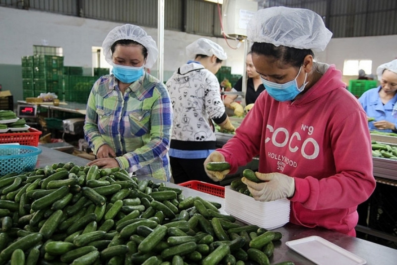 Năm tháng đầu năm, tổng kim ngạch xuất nhập khẩu hàng nông lâm thủy sản ước đạt 42,4 tỷ USD. Thúc đẩy tiêu thụ nông sản trong bối cảnh dịch bệnh -0