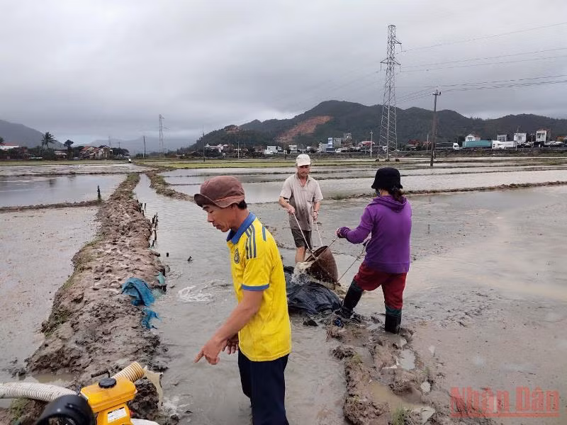 Nước ngập hư lúa giống, nông dân gặp khó -0