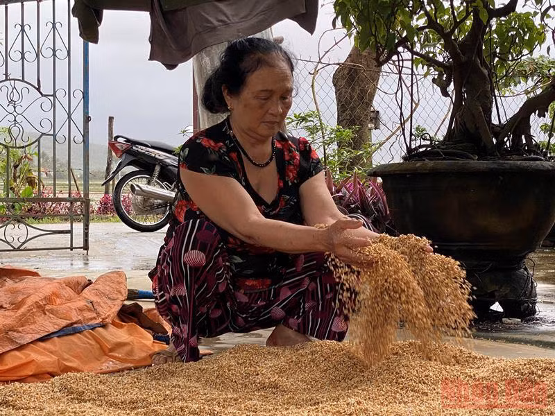 Nước ngập hư lúa giống, nông dân gặp khó -0