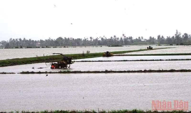 Nước ngập hư lúa giống, nông dân gặp khó -0