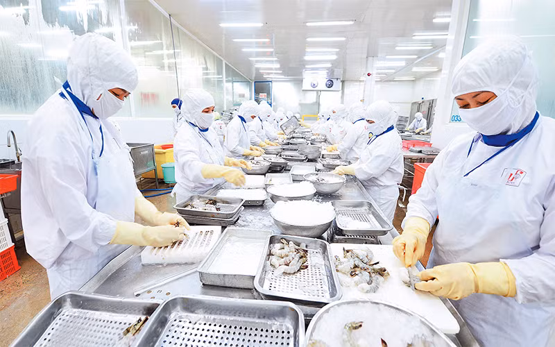 Chế biến thủy sản xuất khẩu ở Công ty cổ phần Thủy sản Cafatex (Hậu Giang). (Ảnh Trần Quốc)