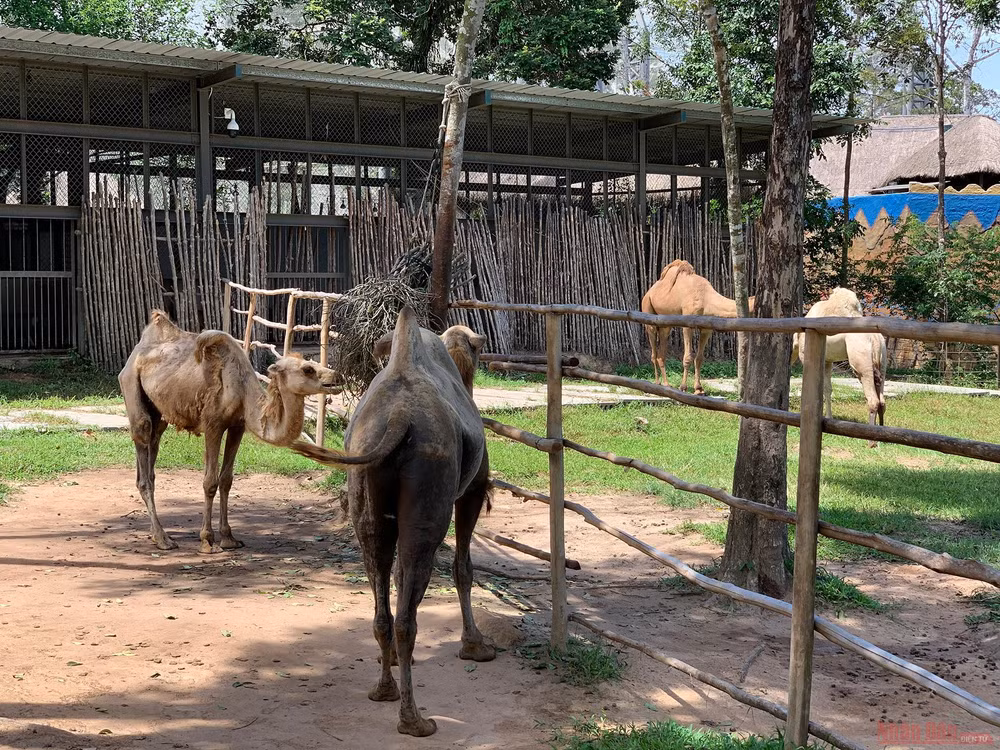22_safari_phu_quoc-1593508326396.jpg