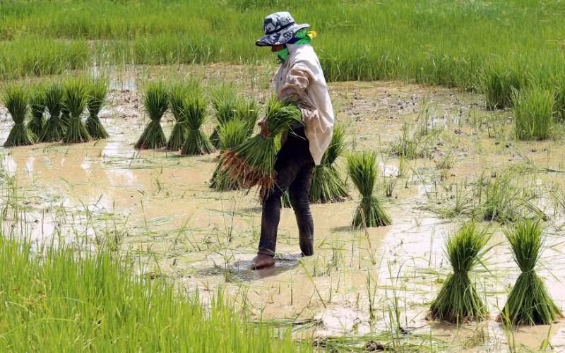 Nông dân trồng lúa ở tỉnh Khon Kaen, Thái Lan. (Ảnh: Reuters).