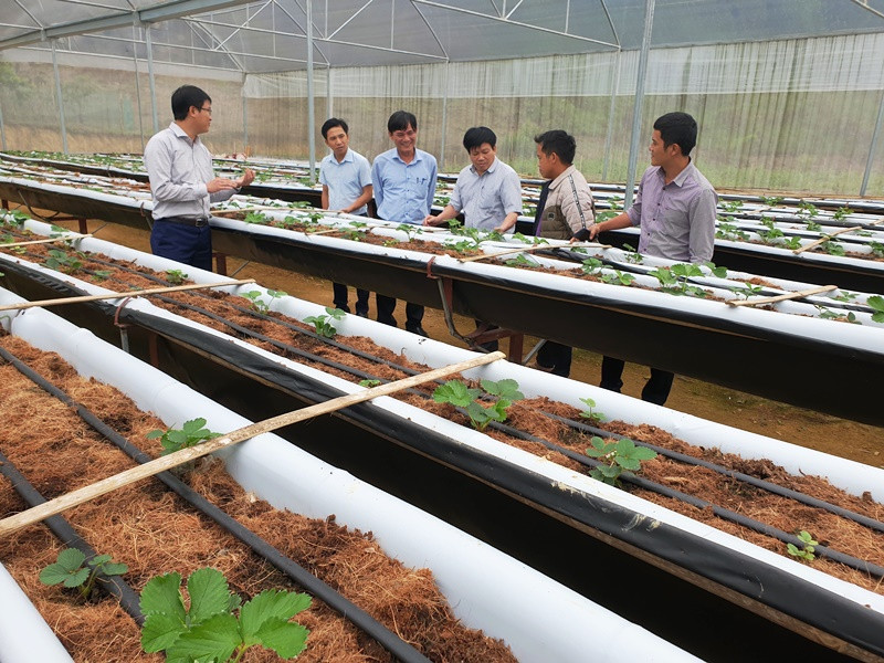 Mô hình trồng dâu tây trong nhà lưới ở Mường Lống cho thu nhập hơn 300 triệu đồng/ha. Tôi luyện đội ngũ cán bộ qua luân chuyển, điều động ở huyện Kỳ Sơn -0