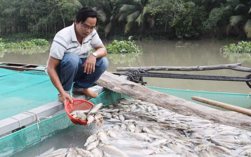 Cá chết nổi trắng bè nuôi sau cơn mưa.